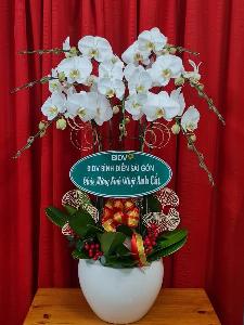 Lan hồ điệp 01