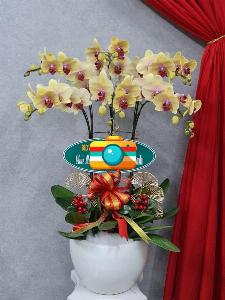 Lan hồ điệp 03